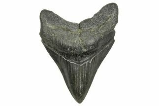 Fossil Megalodon Tooth - South Carolina #370007