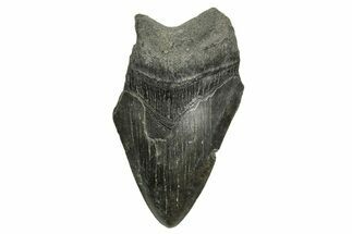 Bargain, Fossil Megalodon Tooth - South Carolina #370010