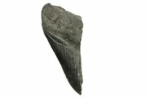 Two Xiphactinus Teeth In Chalk - Kansas (#114574) For Sale