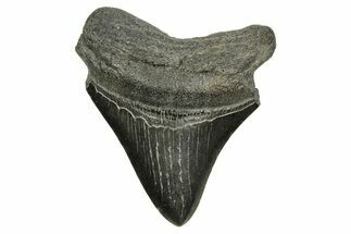 Fossil Posterior Megalodon Tooth - South Carolina #370030