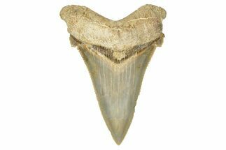 Serrated Angustidens Tooth - Megalodon Ancestor #370062