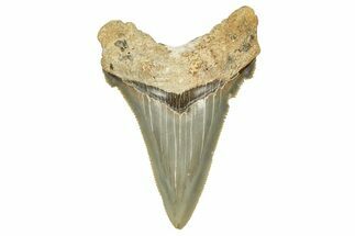 Serrated Angustidens Tooth - Megalodon Ancestor #370063