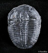 Loose / inch Elrathia Kingii Trilobite #3037