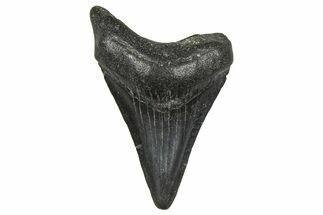 Juvenile Megalodon Tooth - South Carolina #370094