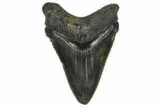 Serrated Chubutensis Tooth - Megalodon Ancestor #370199