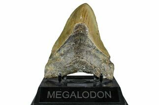 Fossil Megalodon Tooth - North Carolina #370213