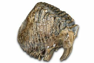 Fantastic, Fossil Woolly Mammoth Upper M Molar - Poland #370341