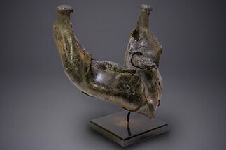 Wide Woolly Mammoth Lower Jaw With M/M Molars - Ukraine #370317