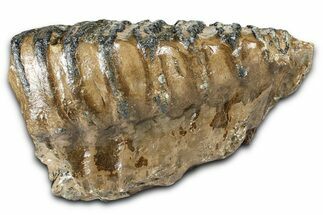 Fossil Southern Mammoth Upper M Molar - Hungary #370393
