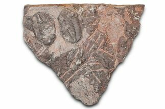 Ordovician Trilobite Plate - Tafraoute, Morocco #370533