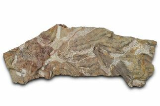 Ordovician Trilobite Mortality Plate - Trilobites on Both Sides #370543