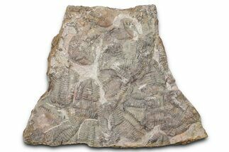 Ordovician Trilobite Mortality Plate - Tafraoute, Morocco #370550