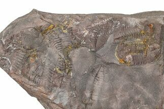 Ordovician Trilobite Mortality Plate - Tafraoute, Morocco #370552