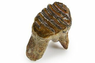 Rare, Juvenile Woolly Mammoth Upper P Molar - North Sea Deposits #370348