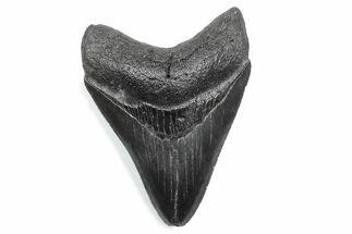 Serrated, Fossil Megalodon Tooth - South Carolina #370464