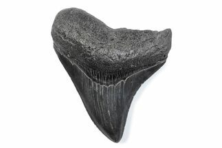 Serrated, Posterior Fossil Megalodon Tooth - South Carolina #370468