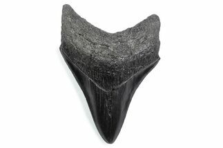 Serrated, Fossil Megalodon Tooth - South Carolina #370474
