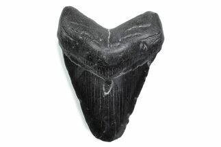 Fossil Megalodon Tooth - South Carolina #370478