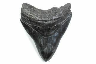 Serrated, Fossil Megalodon Tooth - South Carolina #370484
