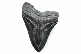 Fossil Megalodon Tooth - South Carolina #370488