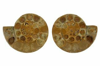 Cut & Polished Jurassic Ammonite (Perisphinctes) Fossil #369793