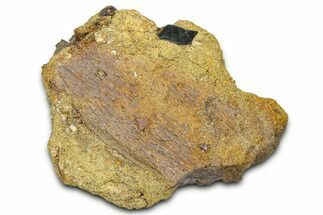 Dinosaur Bone Section and Gar Scale in Sandstone - Wyoming #370625