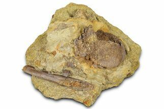 Fossil Dinosaur Bone Fragments in Sandstone - Wyoming #370631