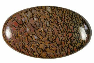 Polished Dinosaur Bone (Gembone) Cabochon - Colorado #370769