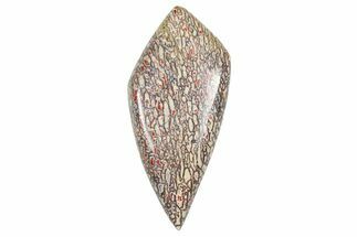 Polished Dinosaur Bone (Gembone) Cabochon - Colorado #370777
