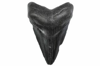Juvenile Megalodon Tooth - South Carolina #370429