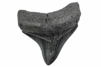 Serrated, Posterior Juvenile Megalodon Tooth - South Carolina #370441