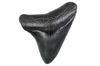 Posterior Juvenile Megalodon Tooth - South Carolina #370442