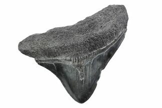 Posterior Juvenile Megalodon Tooth - South Carolina #370444