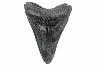 Juvenile Megalodon Tooth - South Carolina #370445