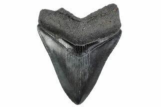 Serrated, Fossil Megalodon Tooth - South Carolina #370446