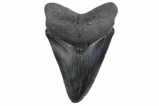 Serrated, Fossil Megalodon Tooth - South Carolina #370449
