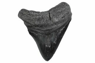 Fossil Megalodon Tooth - South Carolina #370455