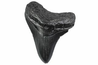 Fossil Megalodon Tooth - South Carolina #370458