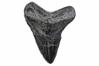 Bargain, Fossil Megalodon Tooth - South Carolina #370456