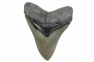 Serrated, Fossil Megalodon Tooth - North Carolina #370217