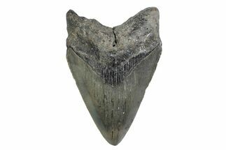 Serrated, Fossil Megalodon Tooth - North Carolina #370221