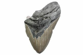Partial, Fossil Megalodon Tooth - North Carolina #370223