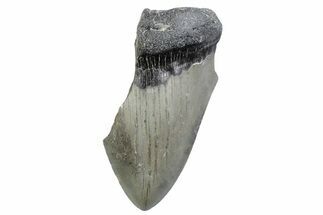 Partial, Fossil Megalodon Tooth - North Carolina #370227