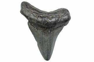 Juvenile Megalodon Tooth - South Carolina #370170