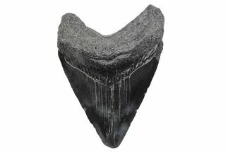Juvenile Megalodon Tooth - South Carolina #370171