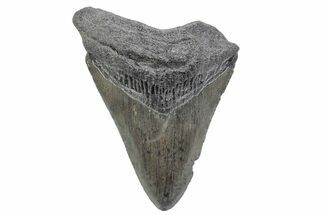 Juvenile Megalodon Tooth - South Carolina #370172