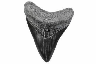 Juvenile Megalodon Tooth - South Carolina #370173