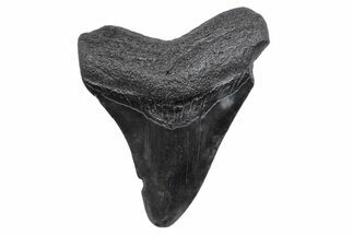 Juvenile Megalodon Tooth - South Carolina #370174