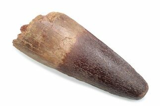 Fossil Spinosaurus Tooth - Feeding Worn Tooth #370510