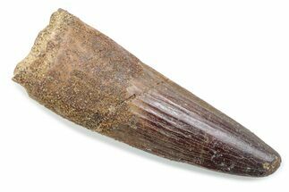 Fossil Spinosaurus Tooth - Real Dinosaur Tooth #370534